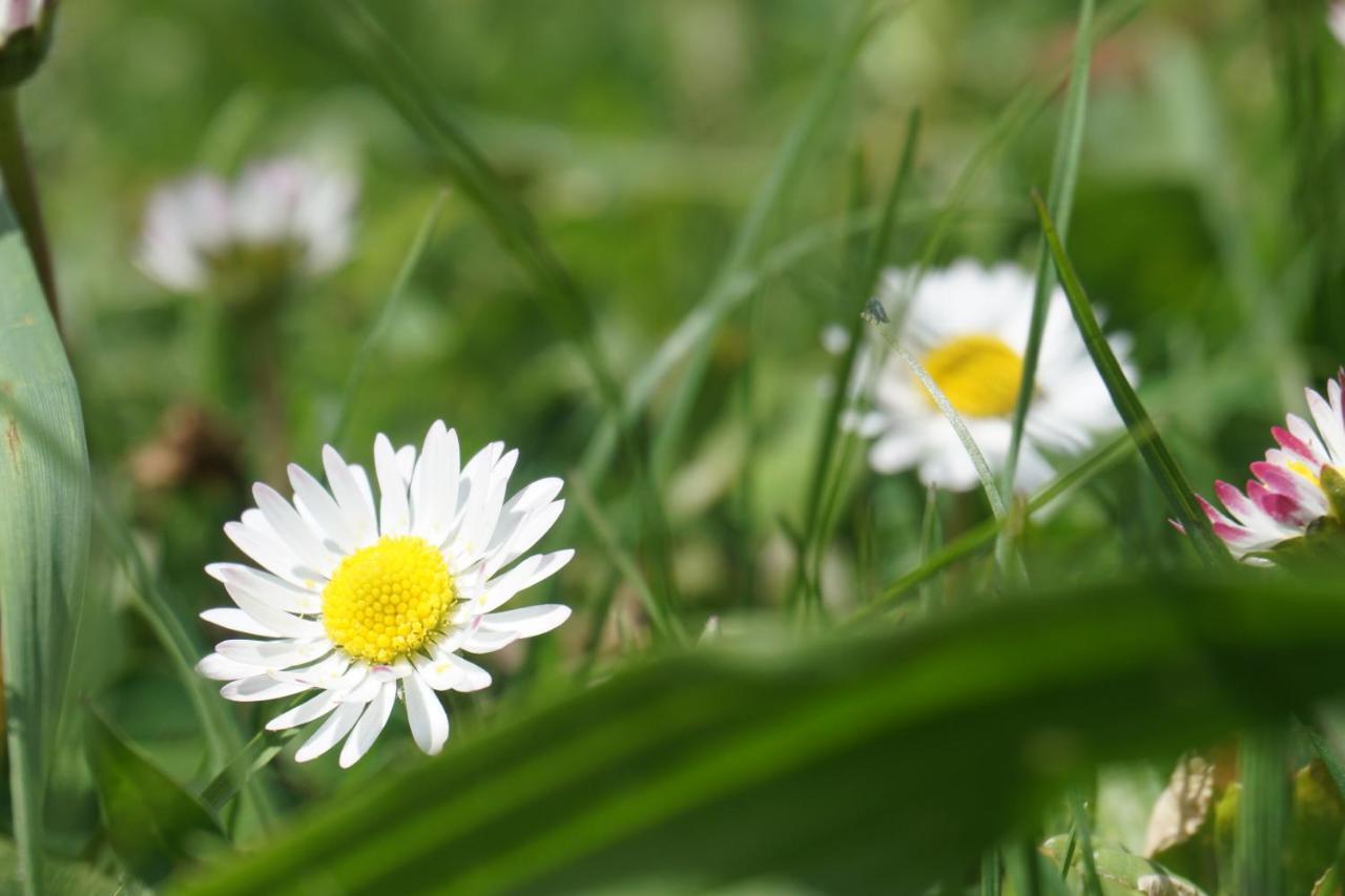 Appartements Blumenwiese Ramsau am Dachstein Ngoại thất bức ảnh